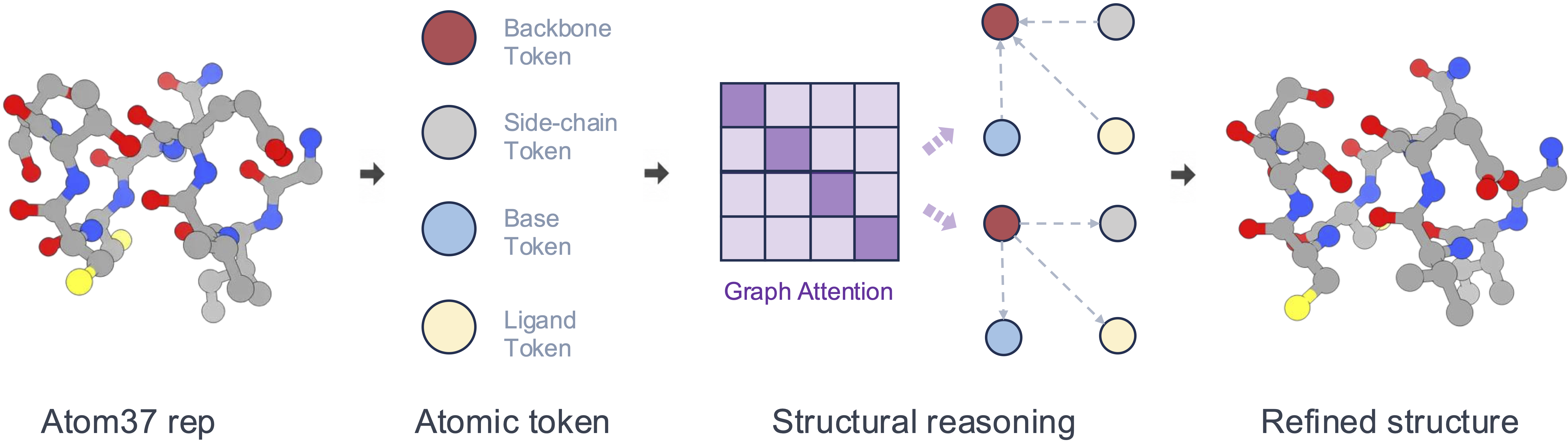 Atom37 representation expands into atomic tokens, structural reasoning via graph attention, and a refined structure
