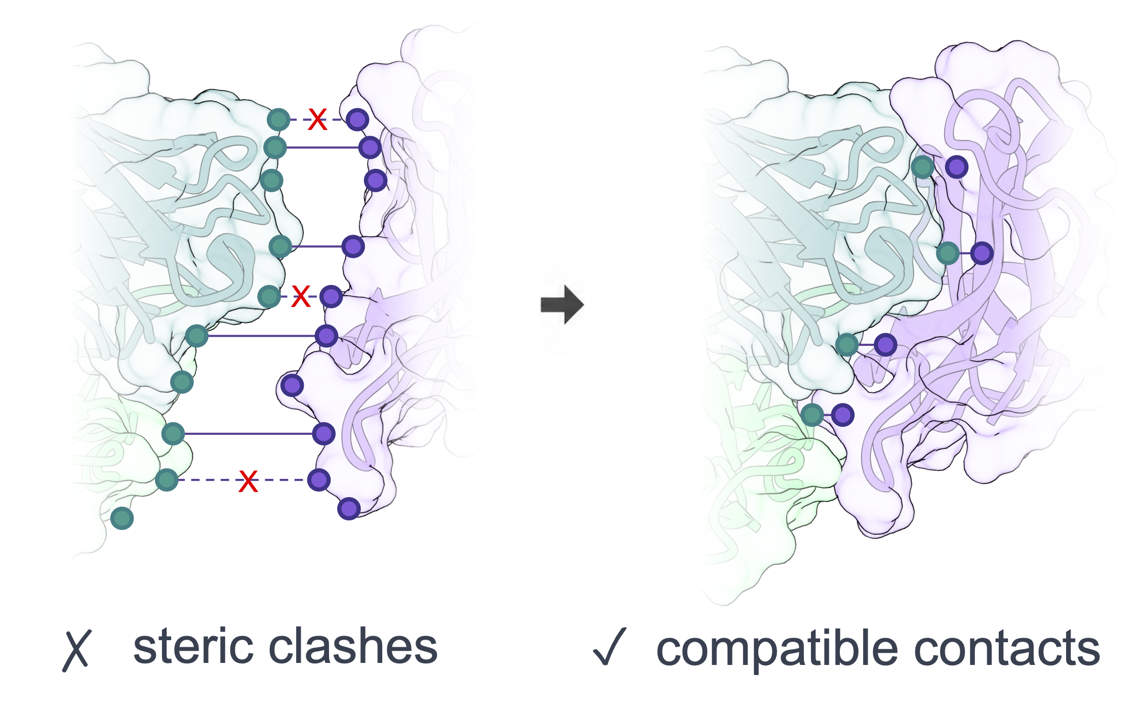 Interfaces with steric clashes on the left versus geometrically compatible contacts on the right